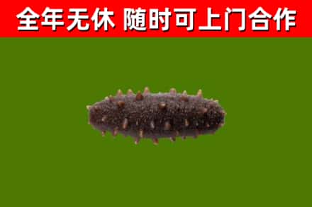 阳泉回收海参干